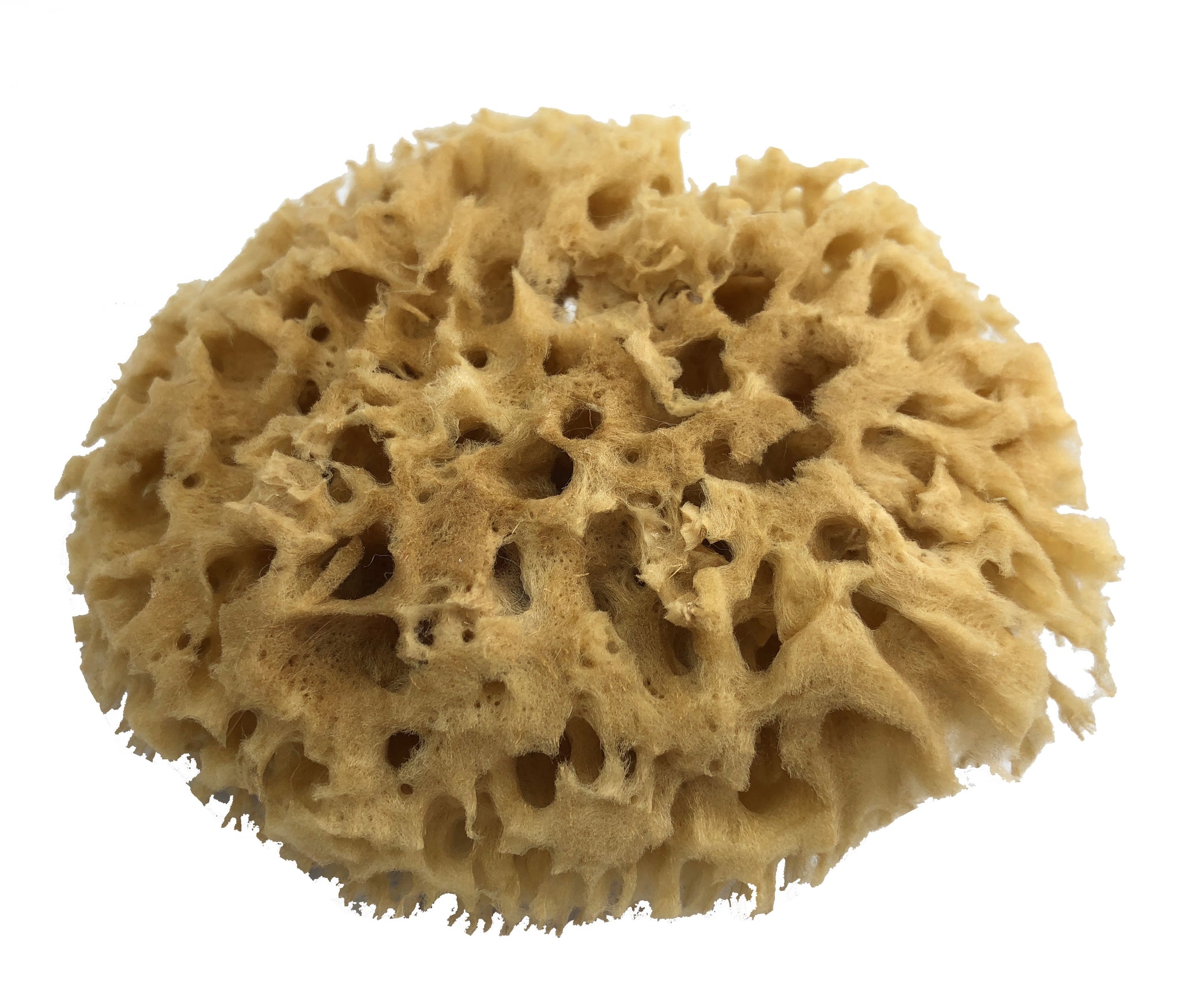 Organic Baby Bath Sea Sponge Honeycomb Hello Baby Organics