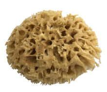 organic raw mediterranean honeycomb sea sponge soft absorbent gentle face newborn toddler baby exfoliate