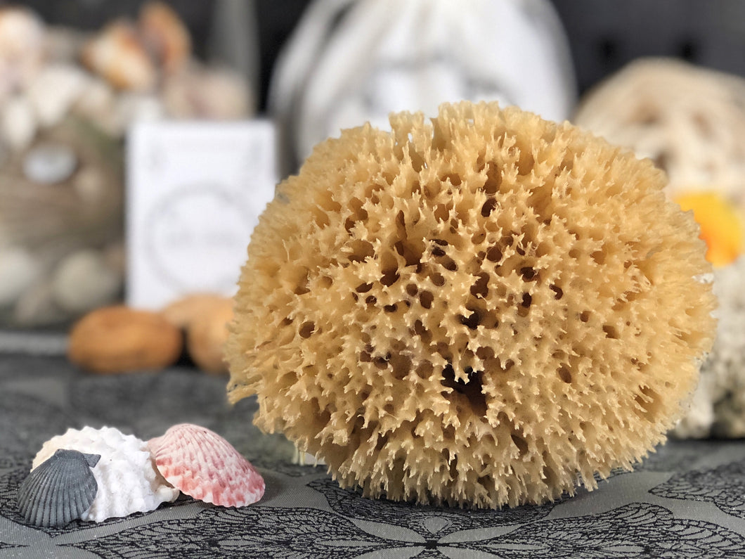organic raw mediterranean honeycomb sea sponge soft absorbent gentle face newborn toddler baby exfoliate