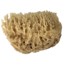 organic raw mediterranean wool sea sponge soft absorbent gentle face newborn toddler baby exfoliate