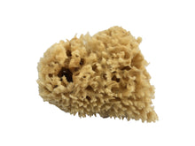 organic raw mediterranean wool sea sponge soft absorbent gentle face newborn toddler baby exfoliate