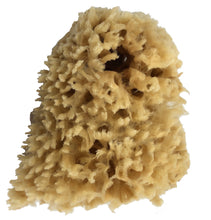 organic raw mediterranean wool sea sponge soft absorbent gentle face newborn toddler baby exfoliate
